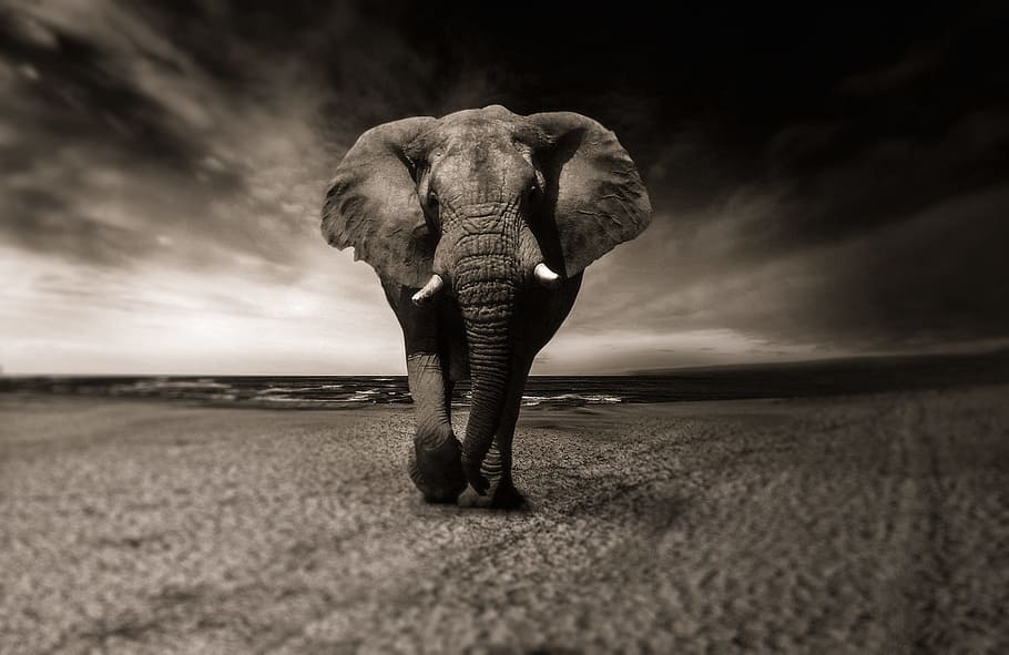 Elephant Black, standing, animals in the wild, environment, mammal