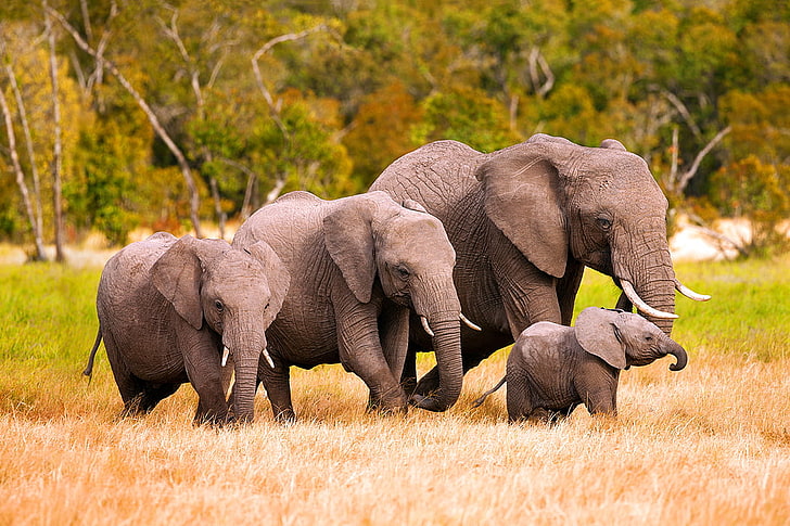 Elephant Family Portrait, landscape, mammal, outdoors, no people