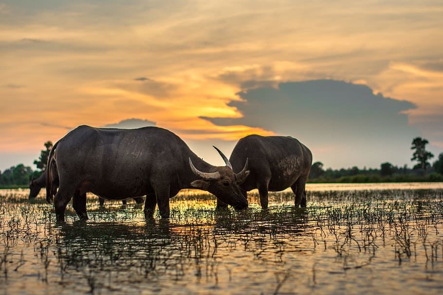 farm, laos, countryside, two animals Free HD Wallpaper