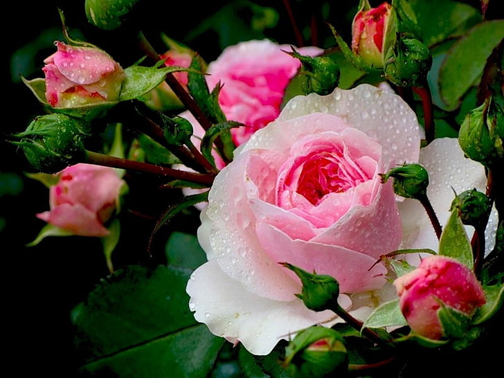 Flores Para MI Amiga Con Otras Intenciones, bouquet, white, vulnerability, pink color Free HD Wallpaper