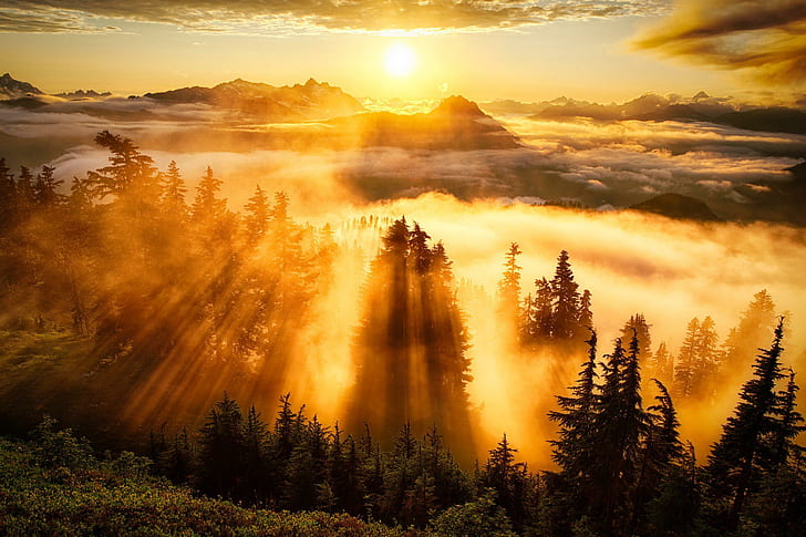 Forest Sunset Landscapes, sunrise  sunset, sun, washington, lookout Free HD Wallpaper