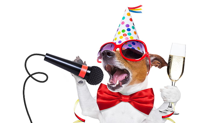 Happy Anniversary Party, hat, beard, jack russel, dog Free HD Wallpaper