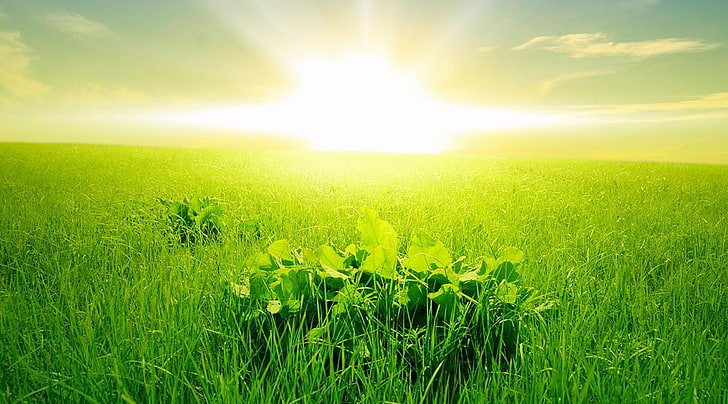 horizon over land, sunlight, green, bright Free HD Wallpaper