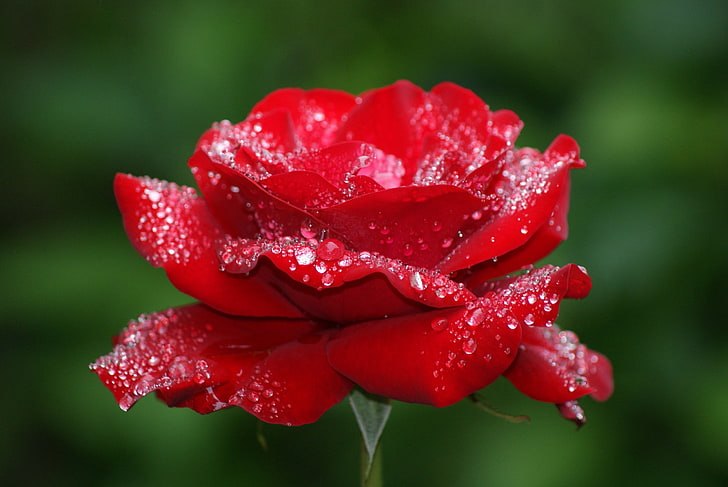 Morning Dew Rose, summer, macro, drop, red Free HD Wallpaper