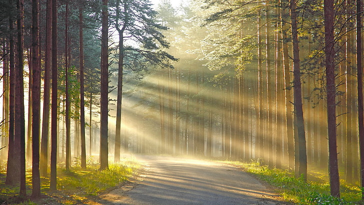 Nature Trees Sun Rays, sunlight, trunk, sunbeam, scenics  nature