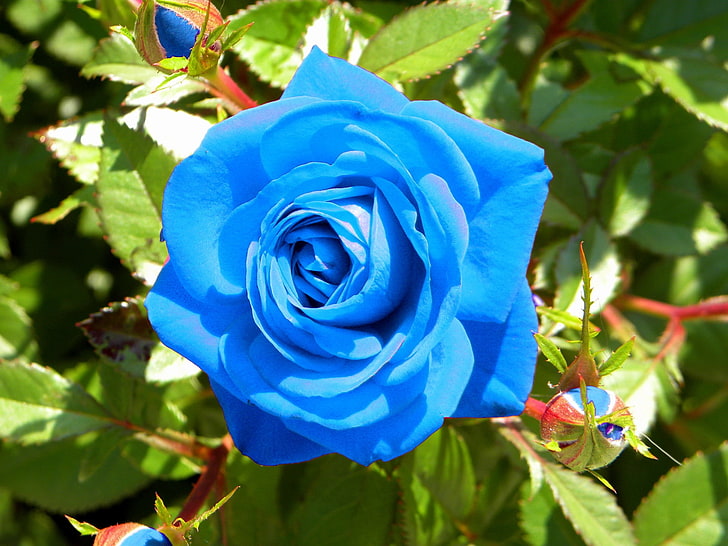 outdoors, bouquet, closeup, beauty in nature Free HD Wallpaper