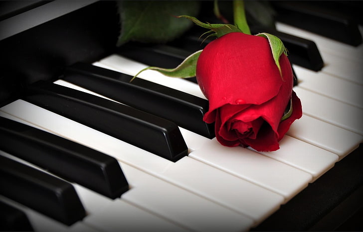 Piano Keys with Flowers, closeup, white, flowering plant, flower head Free HD Wallpaper