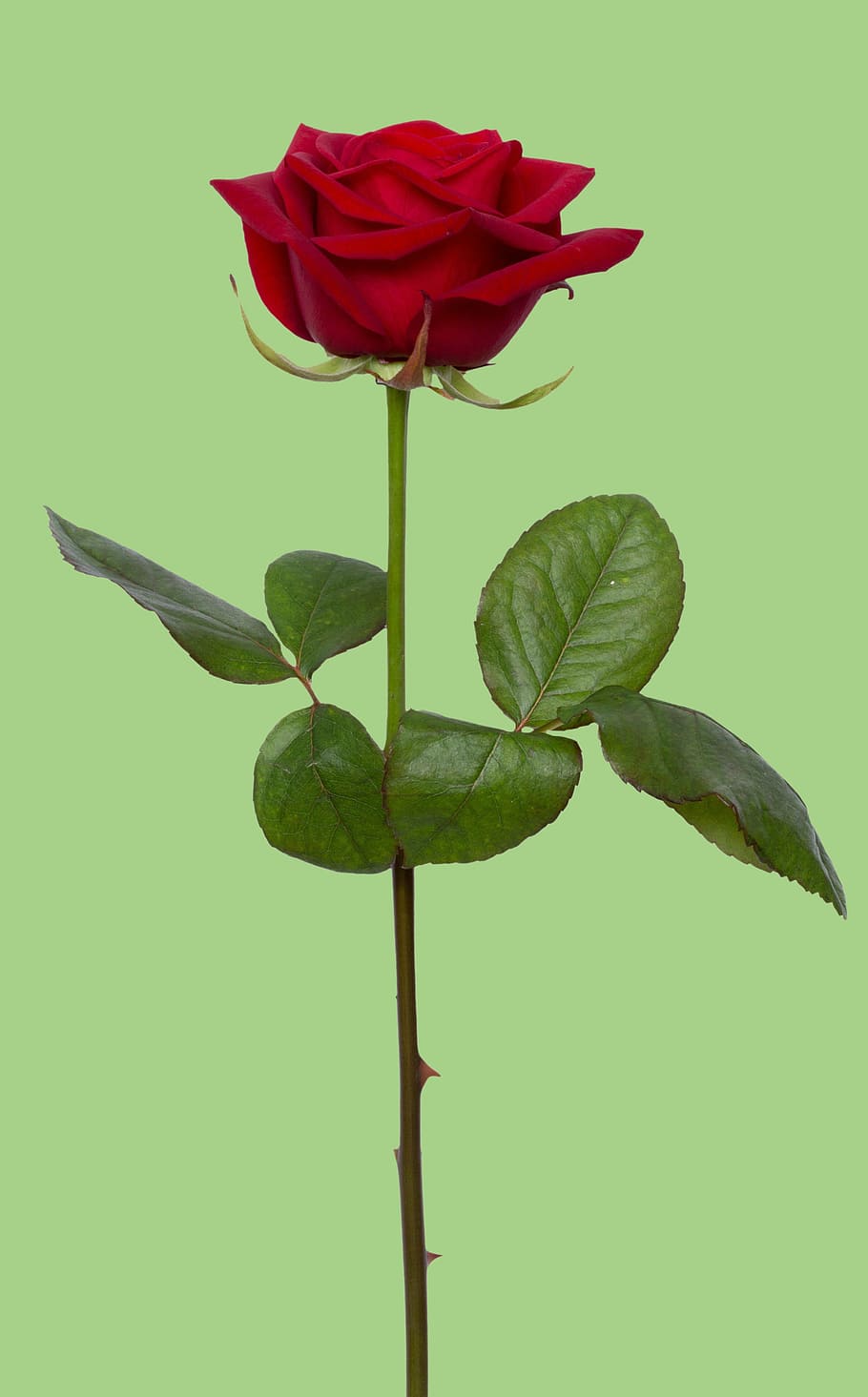 Red Rose, green color, beauty in nature, leaf, valentine Free HD Wallpaper