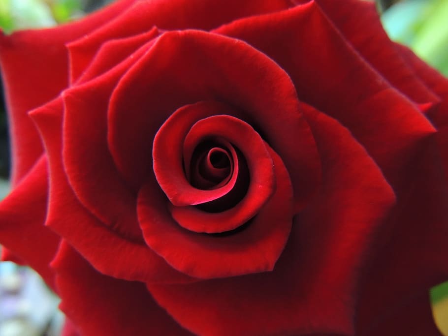 Red Rose Meaning, romantic, fragility, valentines day  holiday, inflorescence Free HD Wallpaper