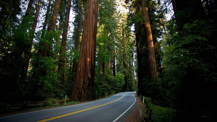 Redwood Forest Road, pc  hd 1080p nature  1920x1080 Free HD Wallpaper