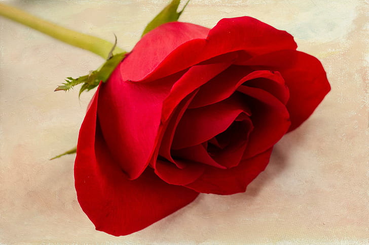 Single Black Rose, single, like, love, Is Free HD Wallpaper