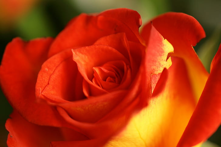 Snowfire Rose, single flower, macro, closeup, roses Free HD Wallpaper