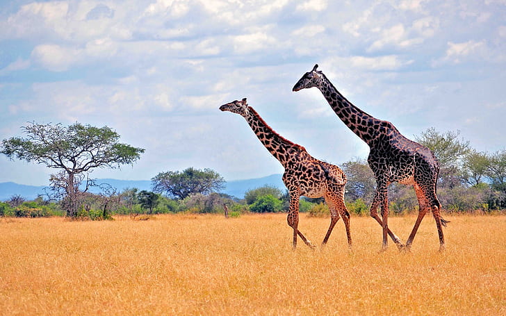 South Africa Safari Animals, safari, zebras, african Free HD Wallpaper