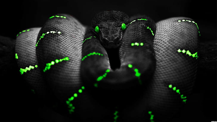 Spotted Black Snake, 4K, reptile,, hd,, digital