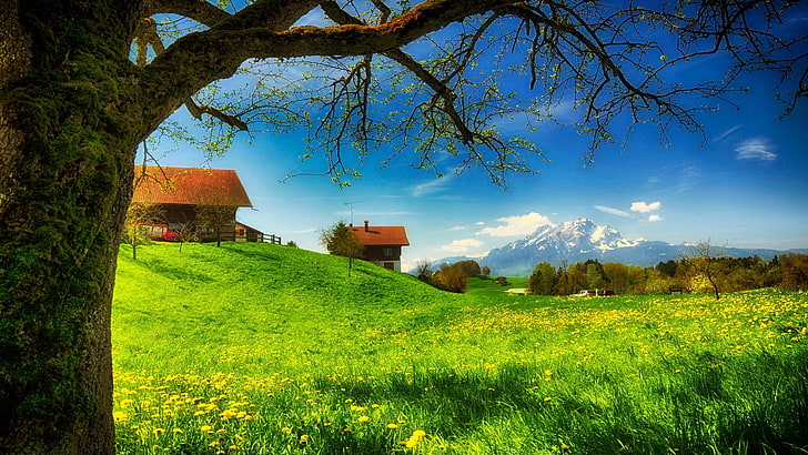 Spring Meadow, no people, growth, scenics  nature, green color Free HD Wallpaper