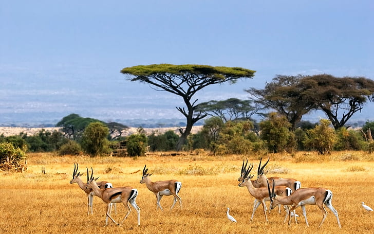 Tropical Savanna, Antelopes, antelopes, safari, savanna Free HD Wallpaper