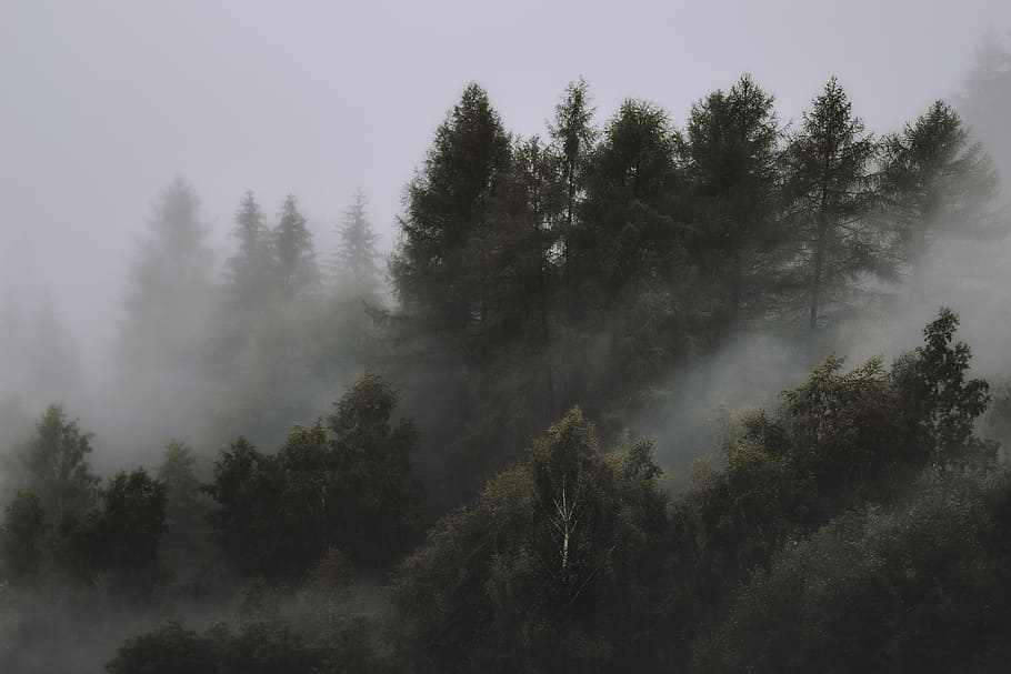 Ultra Forest, no people, coniferous tree, hazy, sky