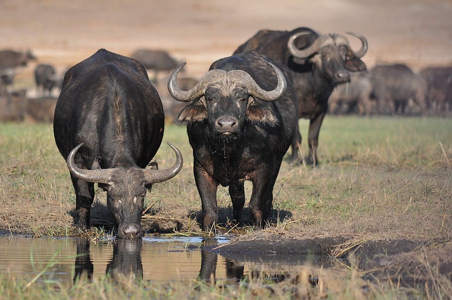 Water Buffalo Face, drinking, head, two animals, large Free HD Wallpaper