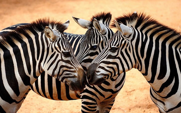 zebra, herd, two animals, no people Free HD Wallpaper