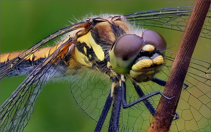 Black and Yellow Centipede, mobile, focus on foreground, closeup, photo Free HD Wallpaper