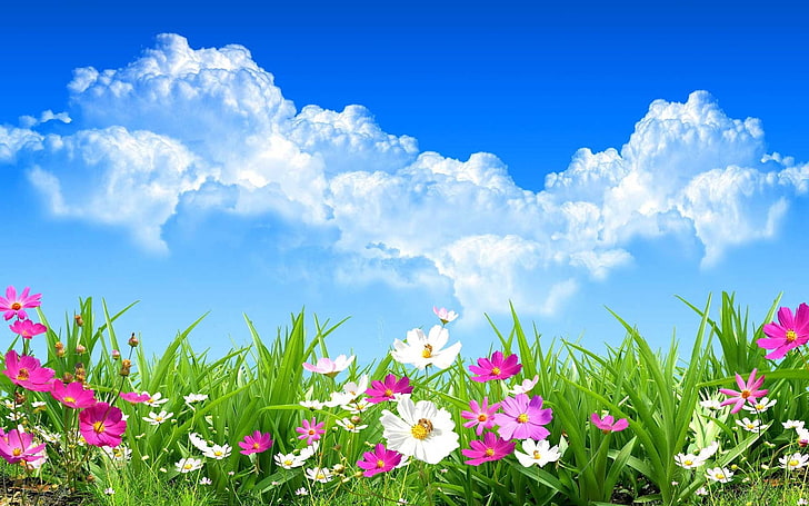 Download Free Spring Flowers, land, sky, flowerbed, springtime Free HD Wallpaper