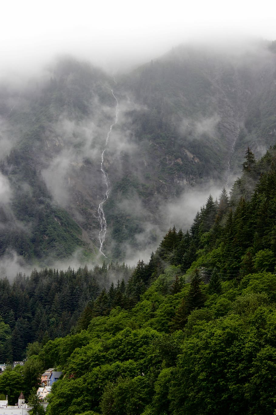 Foggy Forest Morning, mist, coniferous tree, power in nature, cloud Free HD Wallpaper