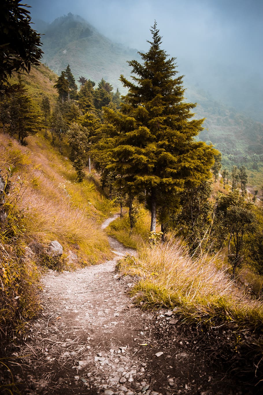 Gold Coin in Dirt, change, trail, fir, ground