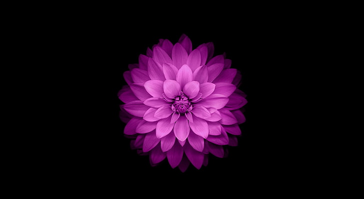 iOS 8, apple, beauty in nature, purple, vulnerability