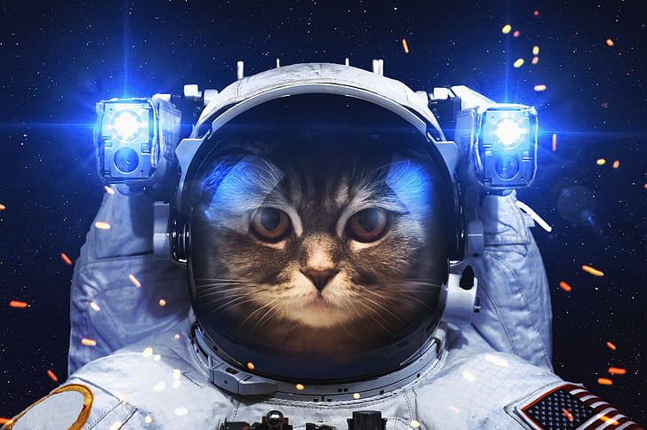 Outer Space Cat, animal body part, night, animal head, portrait Free HD Wallpaper