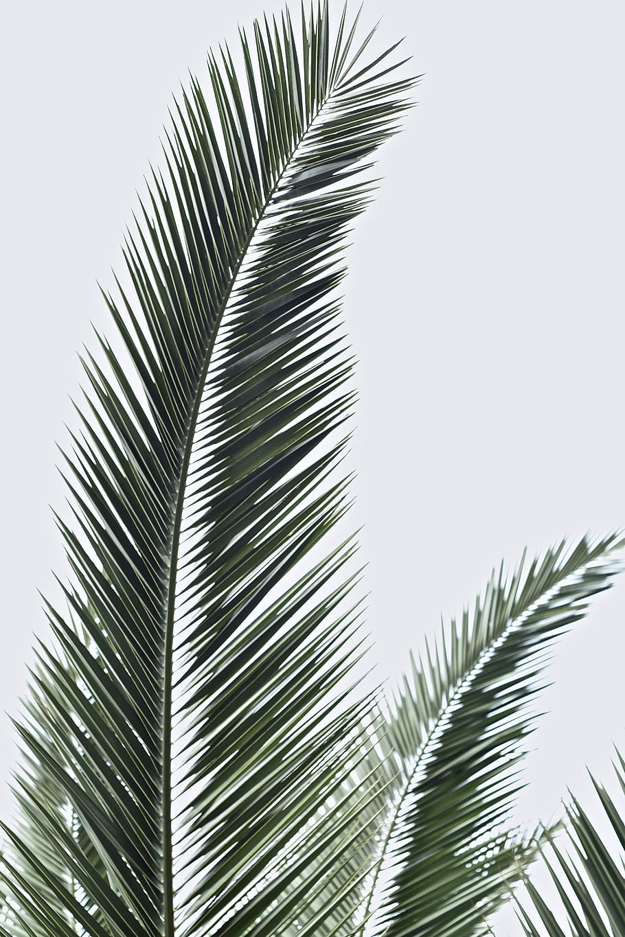 Palm Branches, tropical climate, nature, palm tree, coconut palm tree