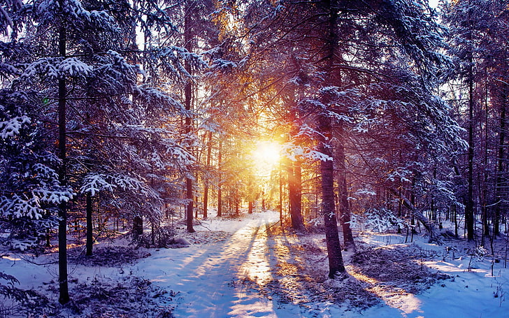 Snow Widescreen, sky, sun, forest, scenics  nature Free HD Wallpaper