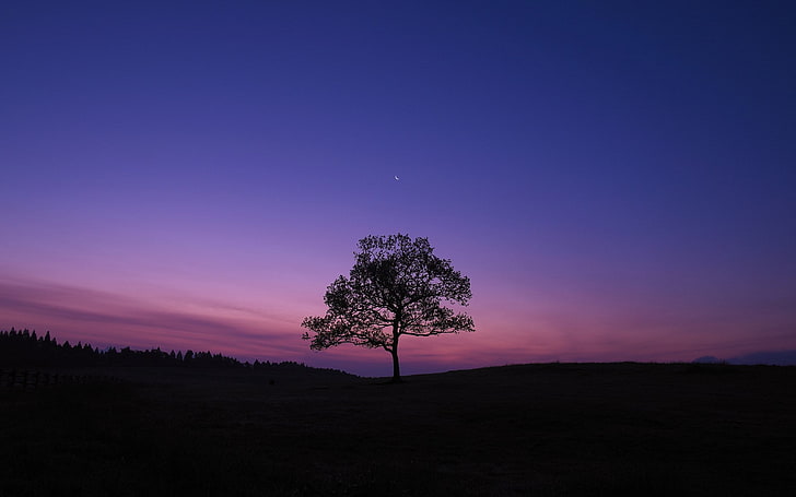 sunset, silhouette, moonlight, full moon Free HD Wallpaper