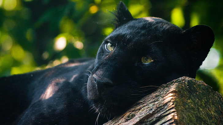 Baby Black Panther, looking away, looking, animal wildlife, animal body part