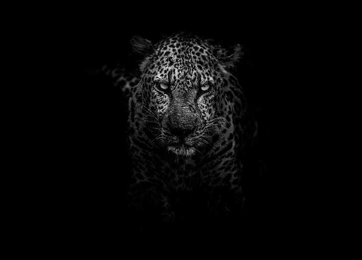 Black N White Leopard, looking at camera, aggression, front view, one animal Free HD Wallpaper