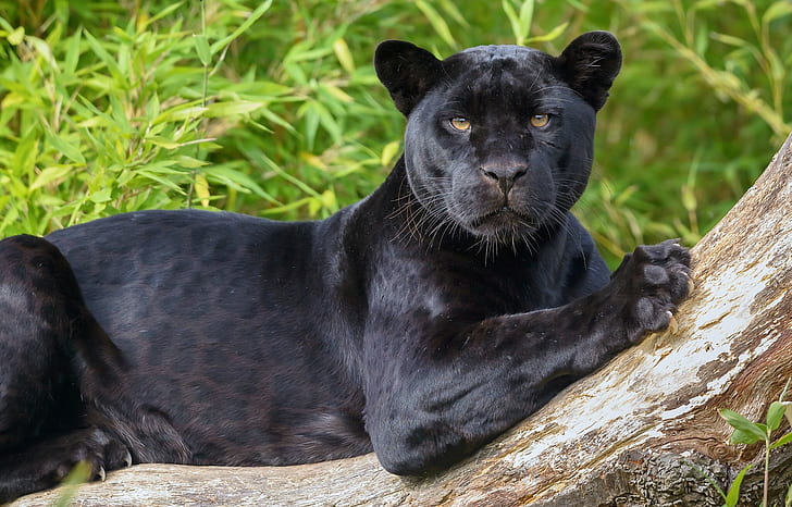 Black Panther Jaguar Face, jaguar, panther, black, black panther