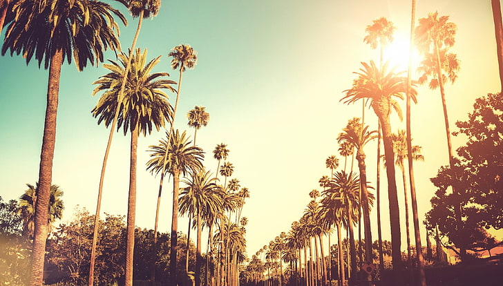 Cali Palm Trees, sky, tree trunk, sunset, treelined Free HD Wallpaper