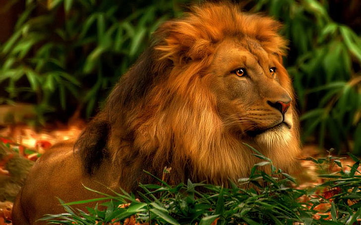 Colorful Lion Art, focus on foreground, day, animals in the wild, nature Free HD Wallpaper