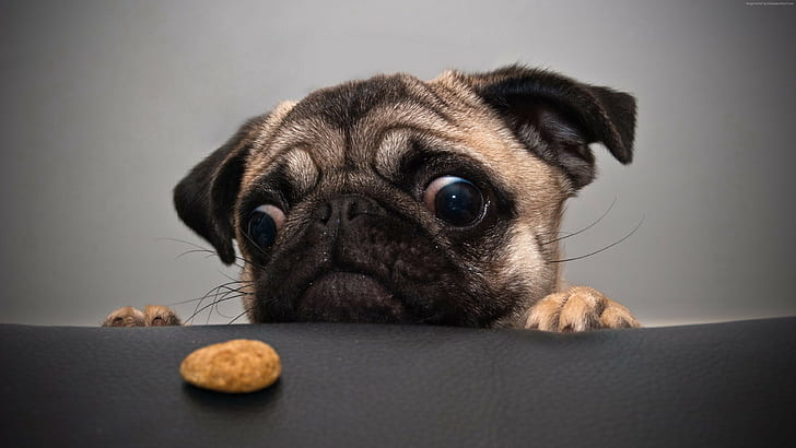 cookie, dog, funny animals