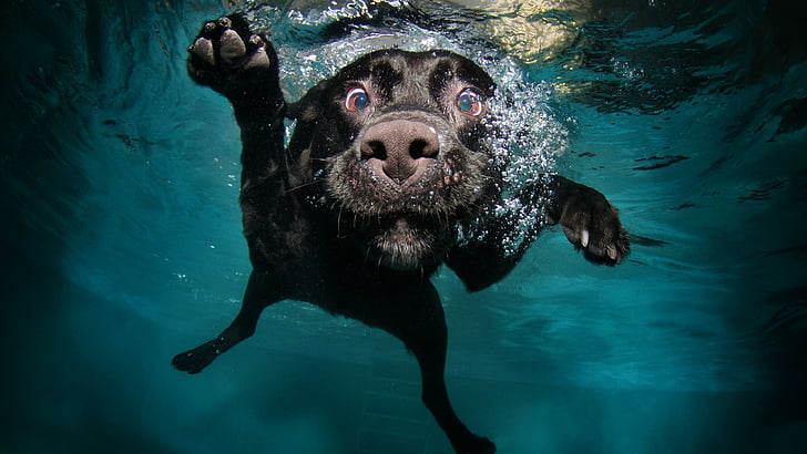 Funny Underwater Dogs, underwater, dog, animal, funny Free HD Wallpaper