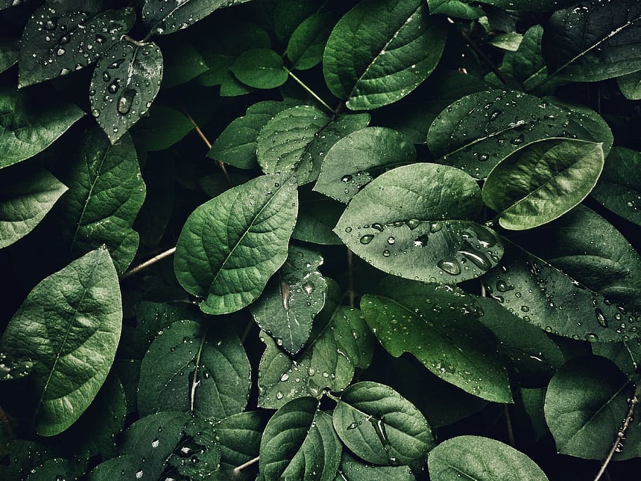 Leaf Patterns, environment, closeup, dewdrops, purity Free HD Wallpaper