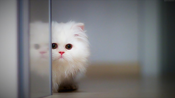 Little Cute Kitten Cat, kitten, cat, funny animals Free HD Wallpaper