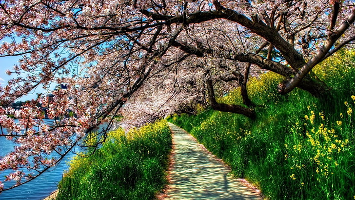 Mountain Spring Meadow Flowers, freshness, footpath, cherry blossom, tree canopy Free HD Wallpaper