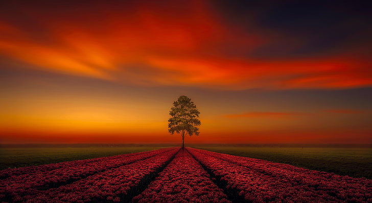 Natural Tree, beauty in nature, dusk, tranquility, no people Free HD Wallpaper