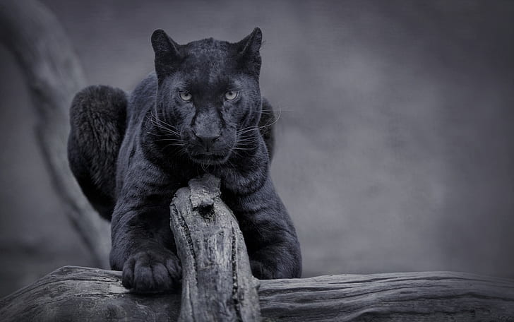 Panter, black panther, wild, panther, nature Free HD Wallpaper