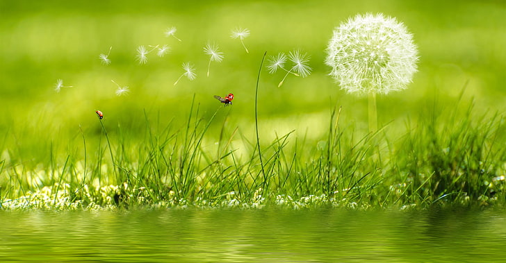 Resolution, freshness, day, fragility, springtime Free HD Wallpaper