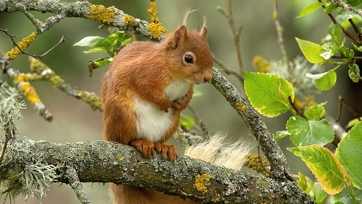 Small Brown Squirrel, outdoors, animals in the wild, red, one animal Free HD Wallpaper