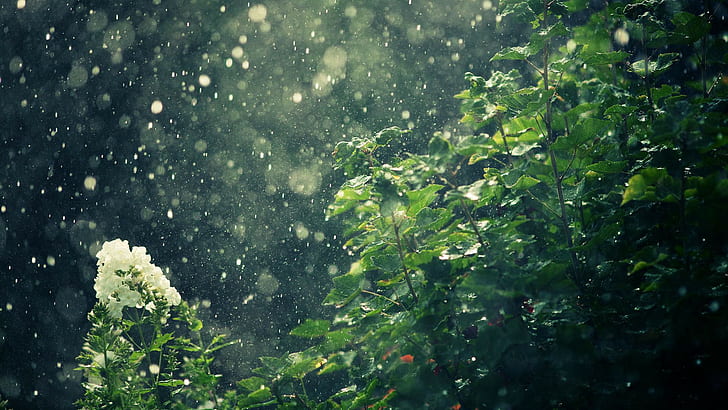 Summer Rain Gif, 4k  wallapapers, 1920x1080, forest, Forest Free HD Wallpaper