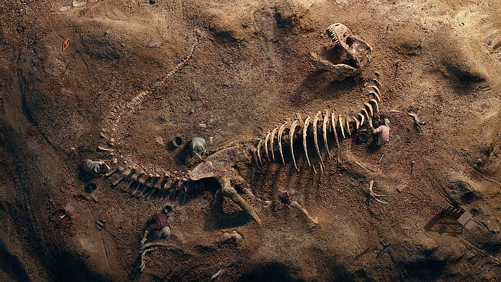 T-Rex Skeleton, trex fossil4k, animal, past Free HD Wallpaper