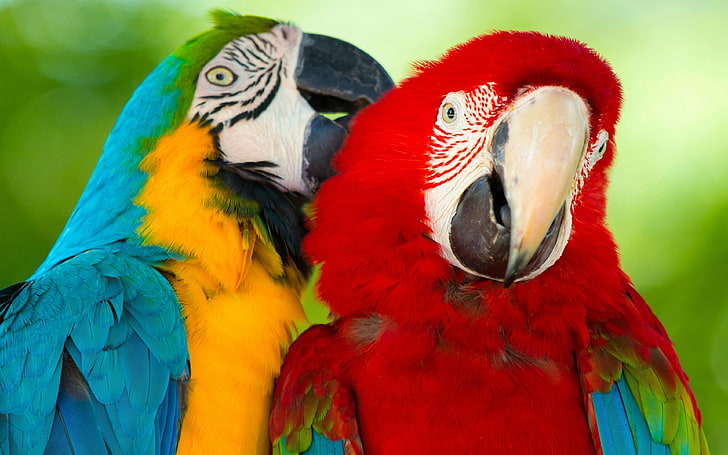 Tropical Macaw, day, phone, animal wildlife, animal body part Free HD Wallpaper