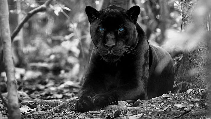 Wildlife Photography, fauna, big cats, monochrome photography, photography Free HD Wallpaper